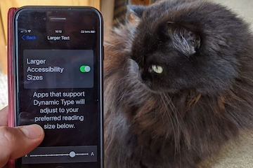 Fluffy cat looking at accessibility settings on a phone for blog post on mobile app testing