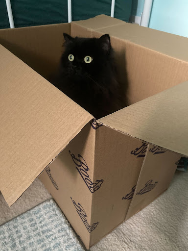 Fluffy black cat with an intense expression sitting in a cardboard box labelled 'Boots'
