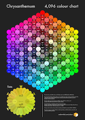 Older version of colour poster featuring 216 chrysanthemum flowers arranged into a hexagonal shape by colour.