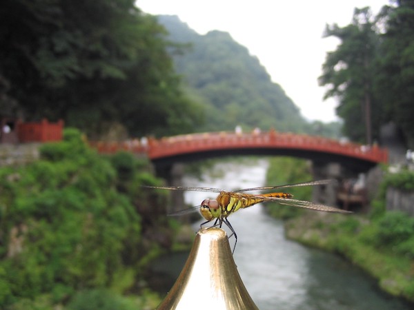 Dragonfly and Japanese bridge