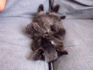 Kitten asleep on back on sofa