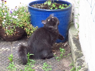Kitten exploring in garden