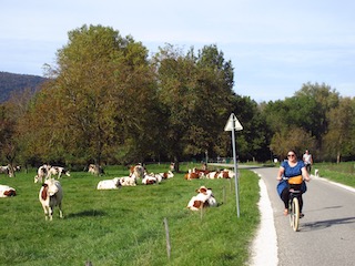 Victoria on cycle track by Alpine cows
