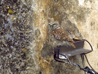 Little owl perching on lamp