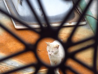 Cat squinting through a railing