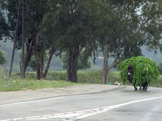 Donkey covered in lots of herbs