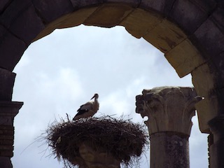 Stork on nest on Roman pillar